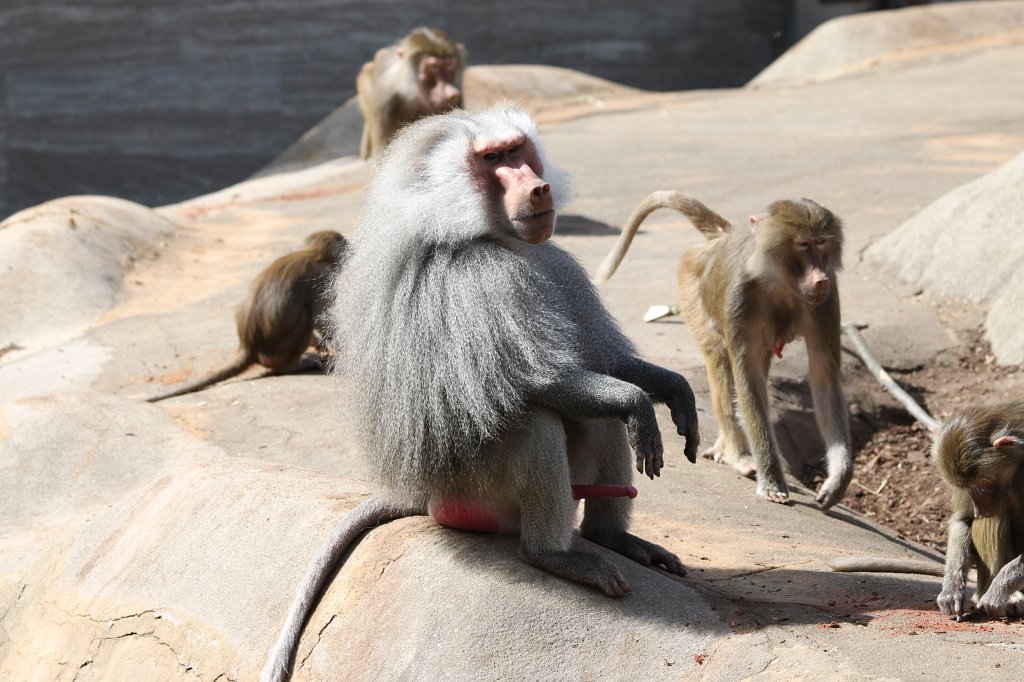 IMG_0775.JPG - Baboon  http://en.wikipedia.org/wiki/Baboon 