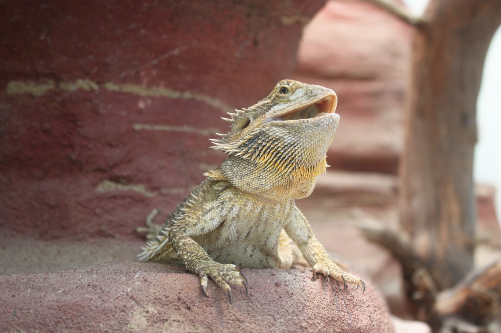 IMG_0799.JPG - Central Bearded Dragon  http://en.wikipedia.org/wiki/Central_bearded_dragon 
