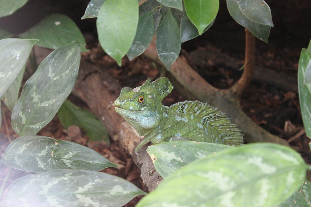 IMG_0804.JPG - Lizard  http://en.wikipedia.org/wiki/Lizard 