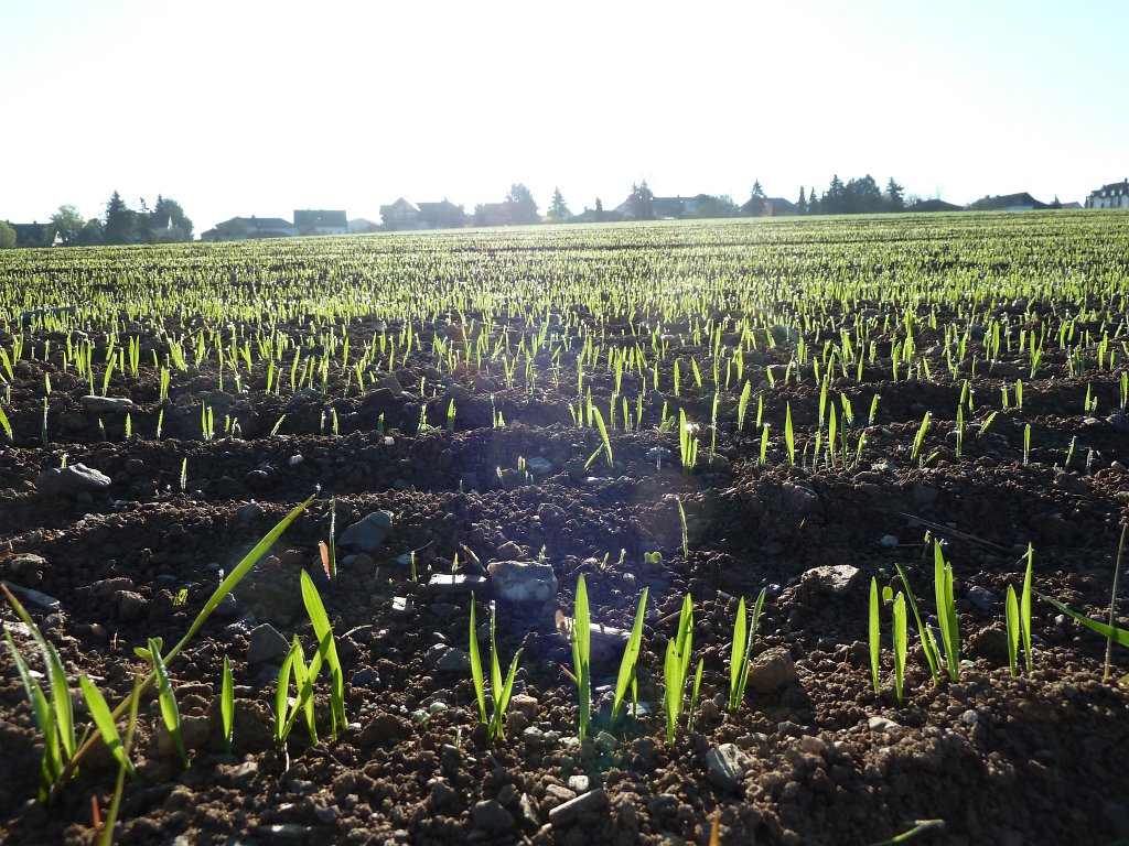 P1020783.JPG - New green on the field