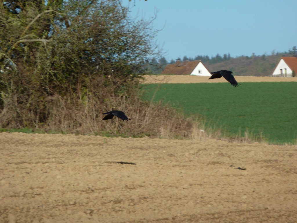 P1020791.JPG - Ravens