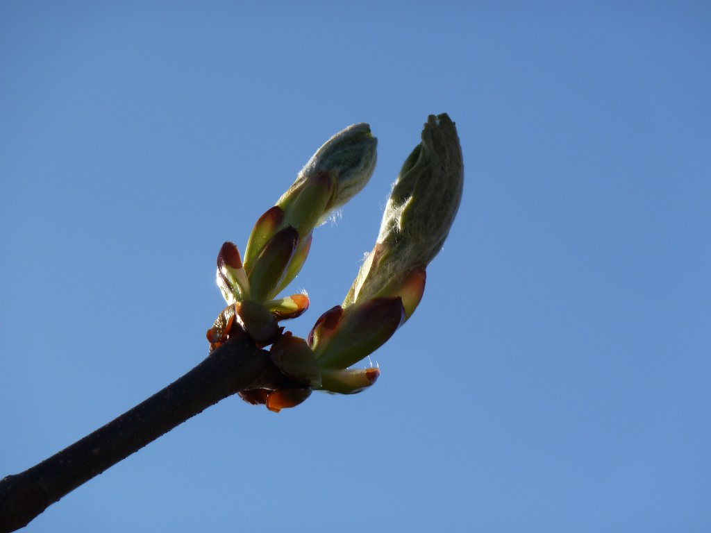 P1020796.JPG - Tree sprout