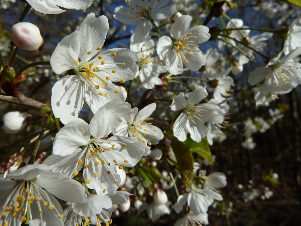 P1020799.JPG - Blooming tree