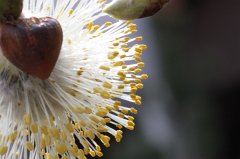 Willow catkin