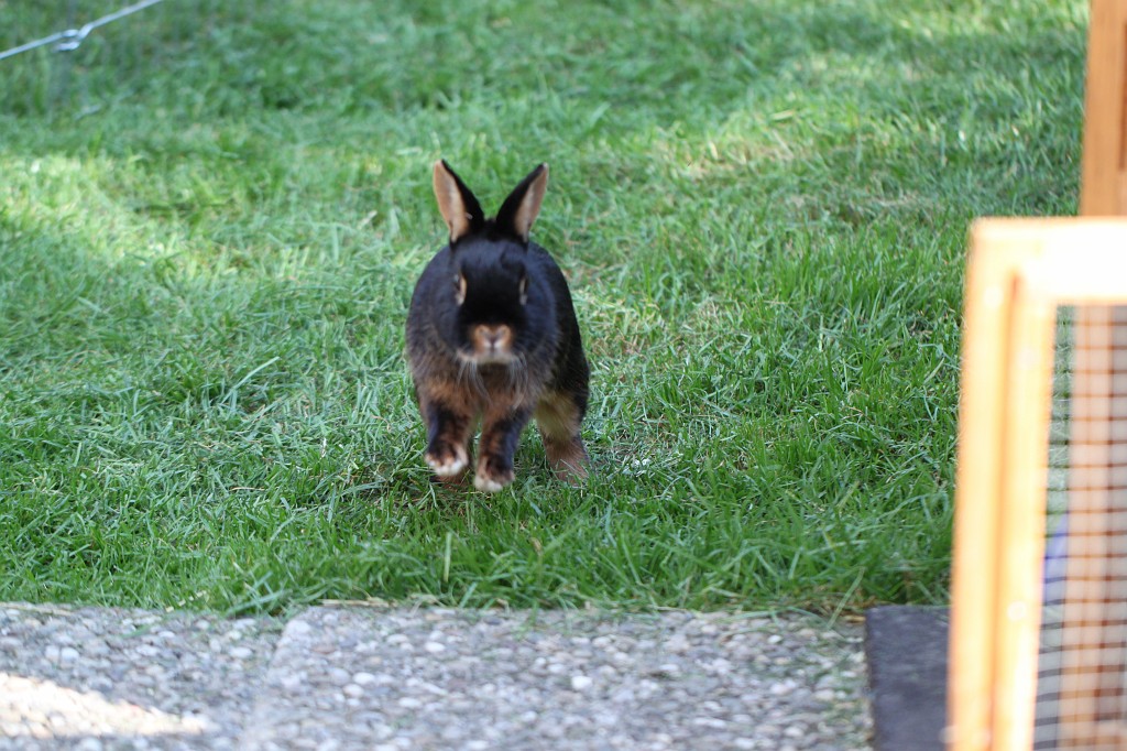 IMG_1033.JPG - Easter Rabbit  http://en.wikipedia.org/wiki/Rabbit 