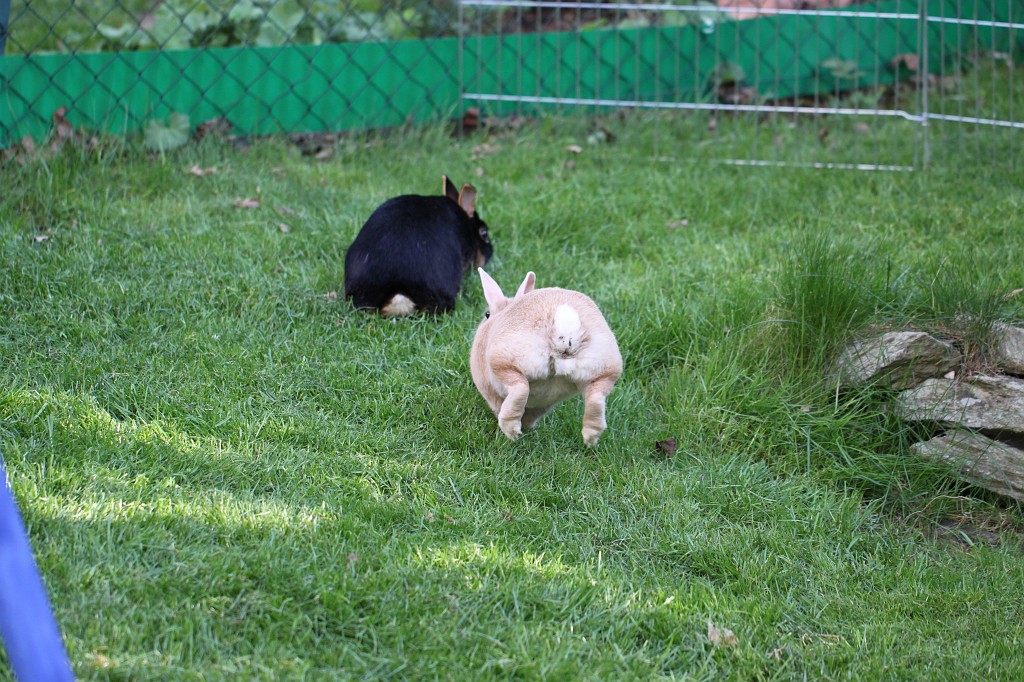 IMG_1044.JPG - Easter Rabbits  http://en.wikipedia.org/wiki/Rabbit 