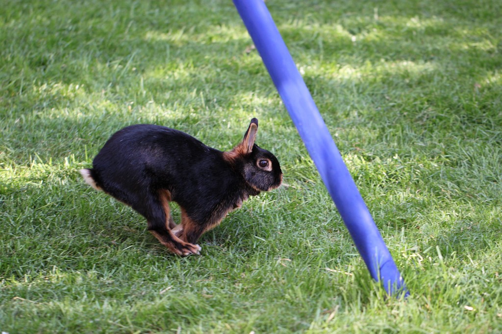 IMG_1059.JPG - Easter Rabbit  http://en.wikipedia.org/wiki/Rabbit 