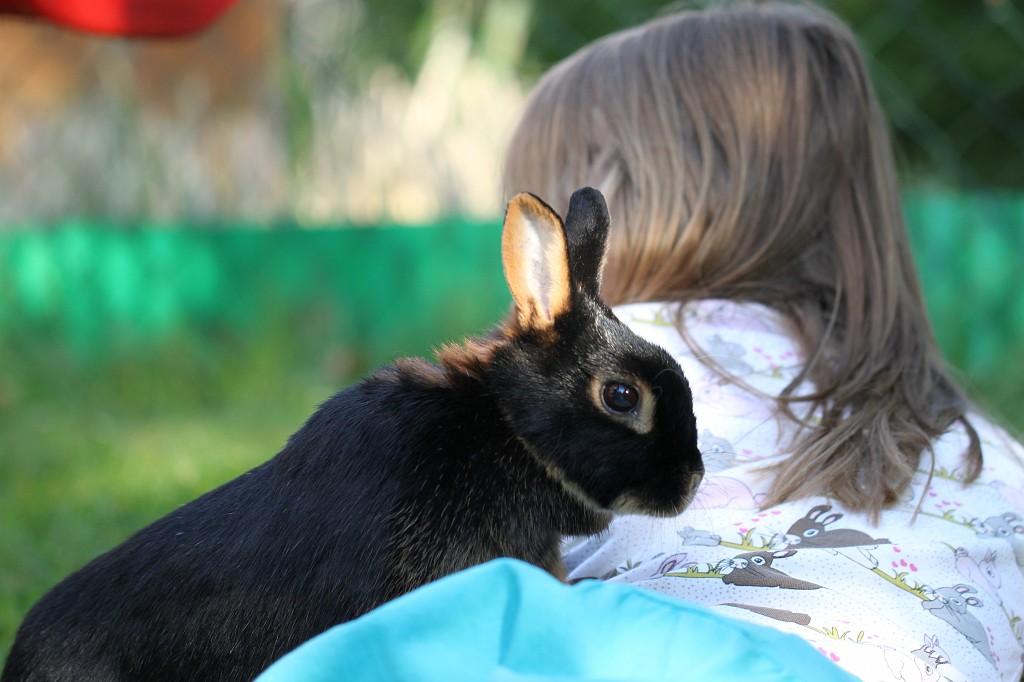 IMG_1113.JPG - Easter Rabbit  http://en.wikipedia.org/wiki/Rabbit 