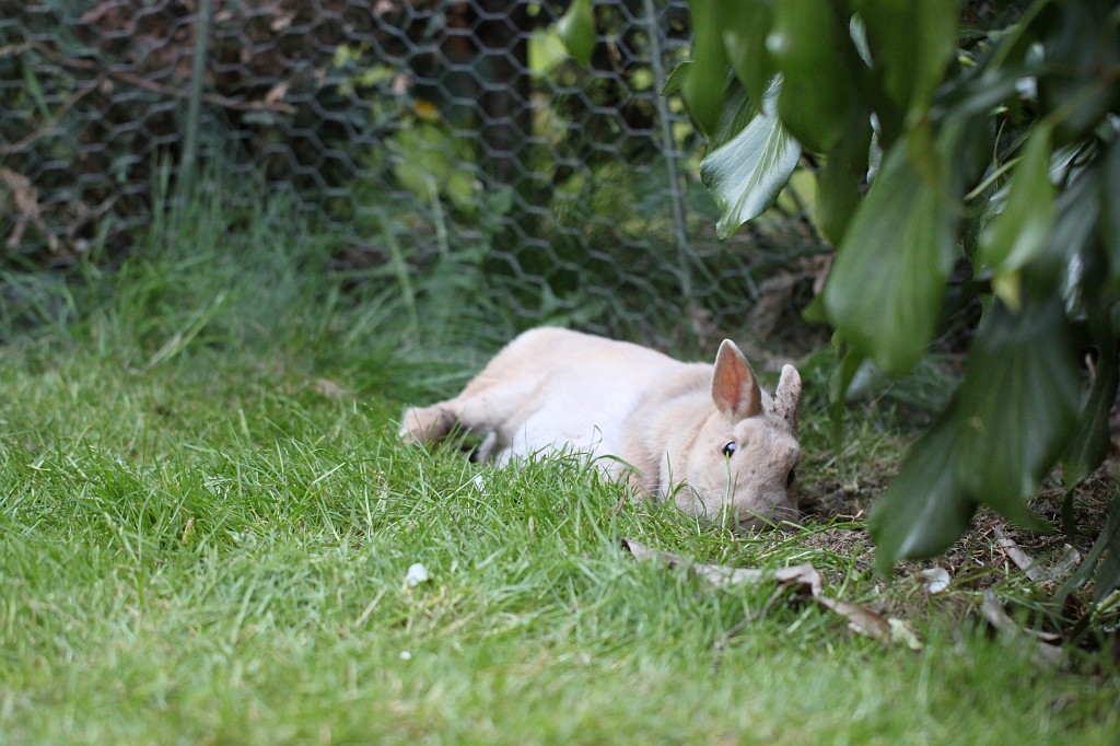 IMG_1142.JPG - Easter Rabbit  http://en.wikipedia.org/wiki/Rabbit 