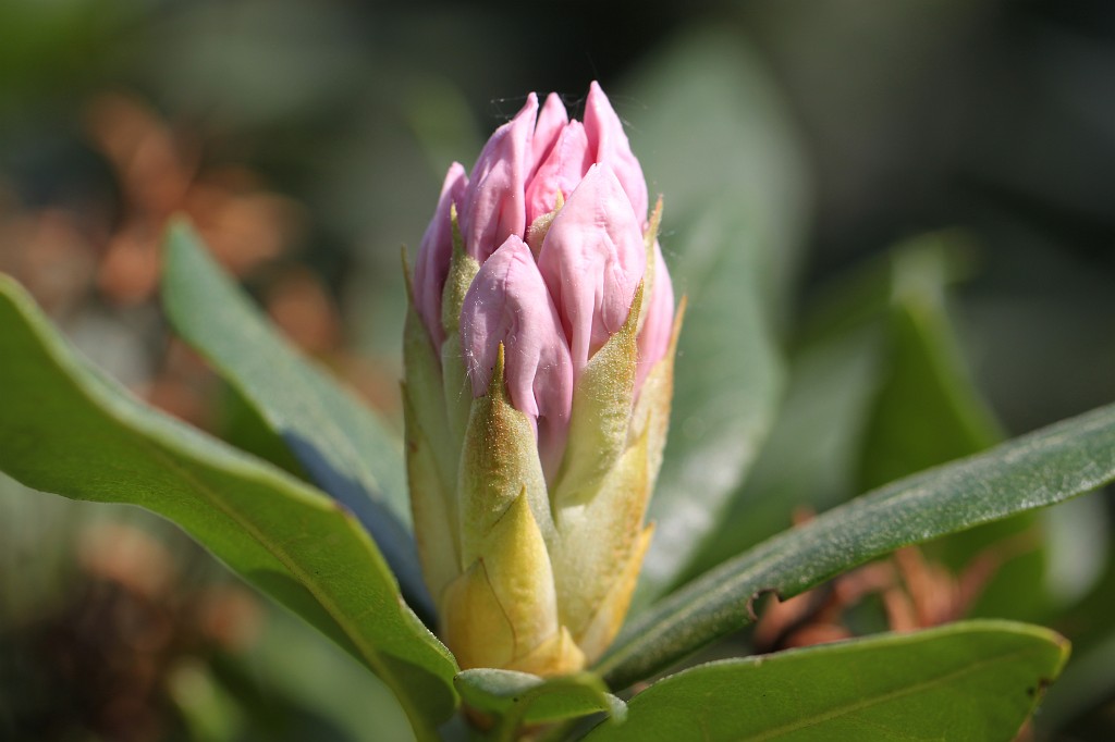 IMG_1185.JPG - Birth of blossoms