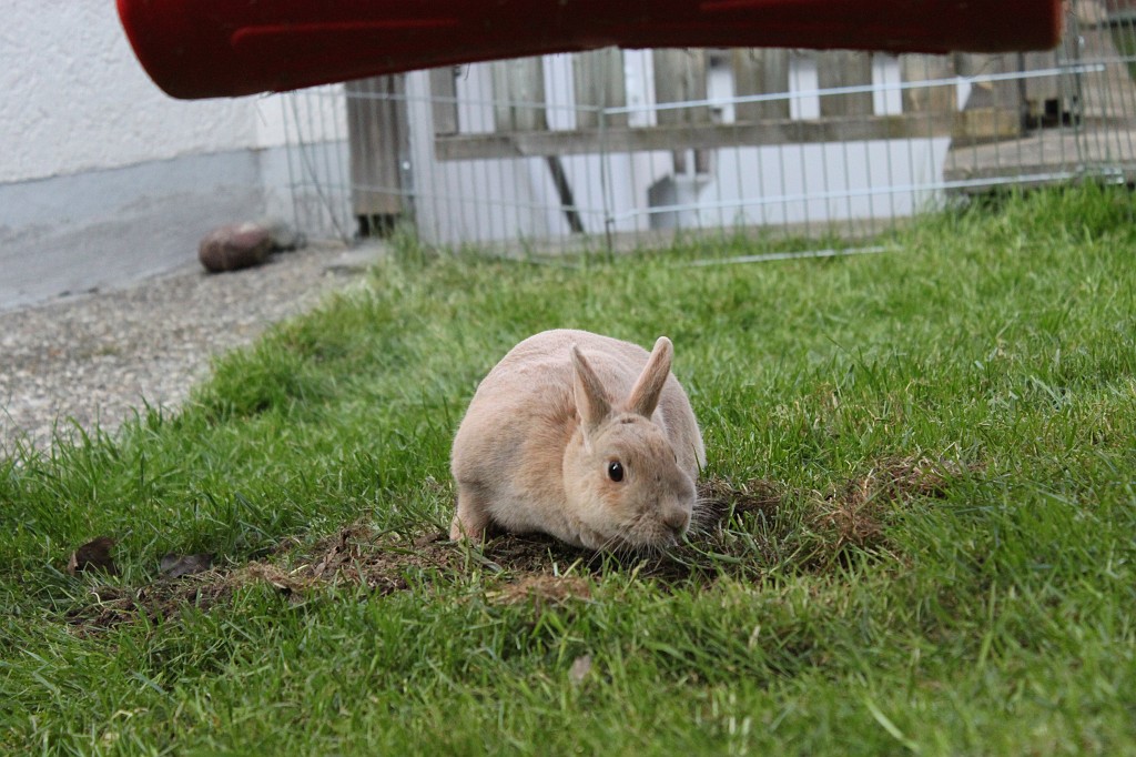 IMG_1269.JPG - Easter-rabbit  http://en.wikipedia.org/wiki/Rabbit 