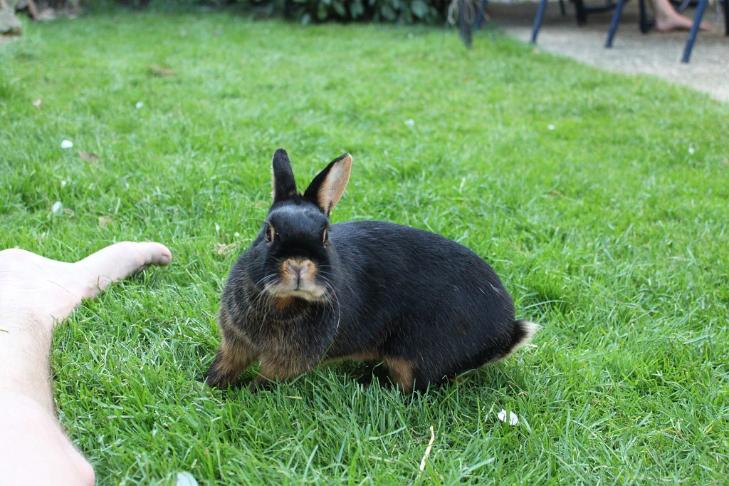 IMG_1278.JPG - Easter-rabbit  http://en.wikipedia.org/wiki/Rabbit 