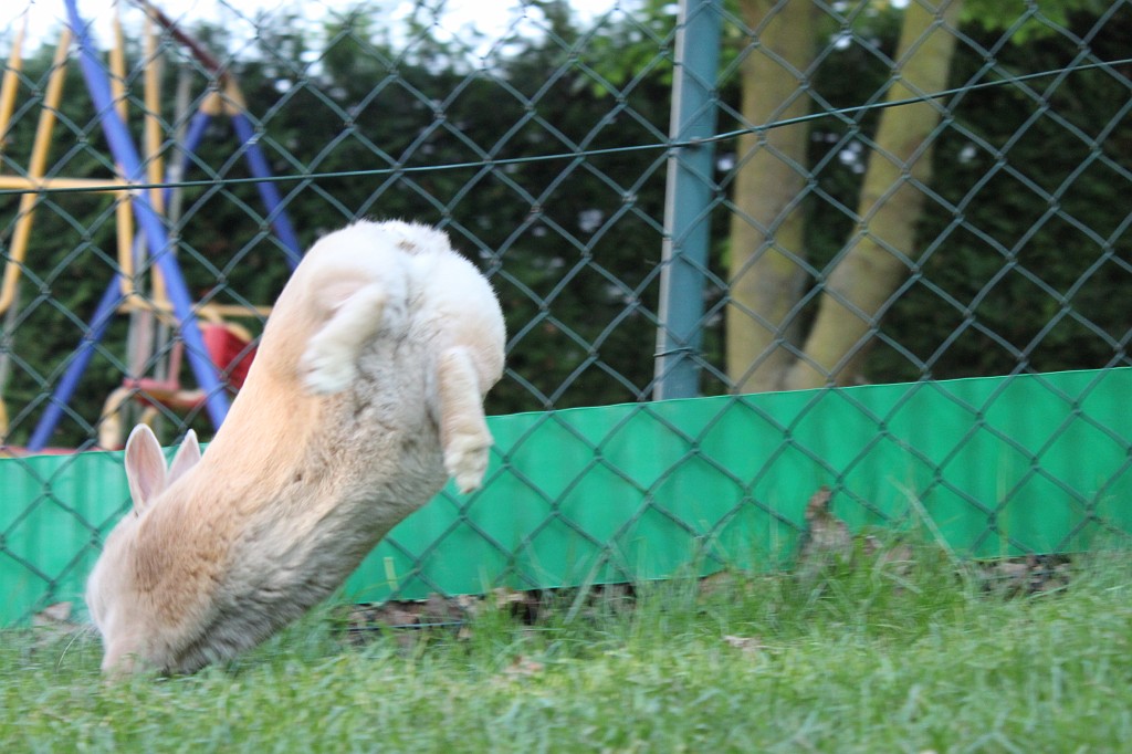 IMG_1284.JPG - Easter-rabbit  http://en.wikipedia.org/wiki/Rabbit 