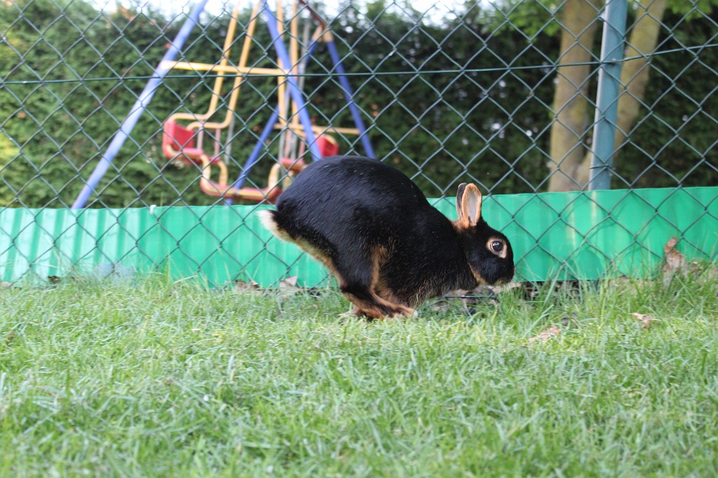 IMG_1306.JPG - Easter-rabbit  http://en.wikipedia.org/wiki/Rabbit 