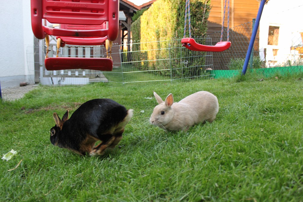 IMG_1320.JPG - Easter-rabbits  http://en.wikipedia.org/wiki/Rabbit 