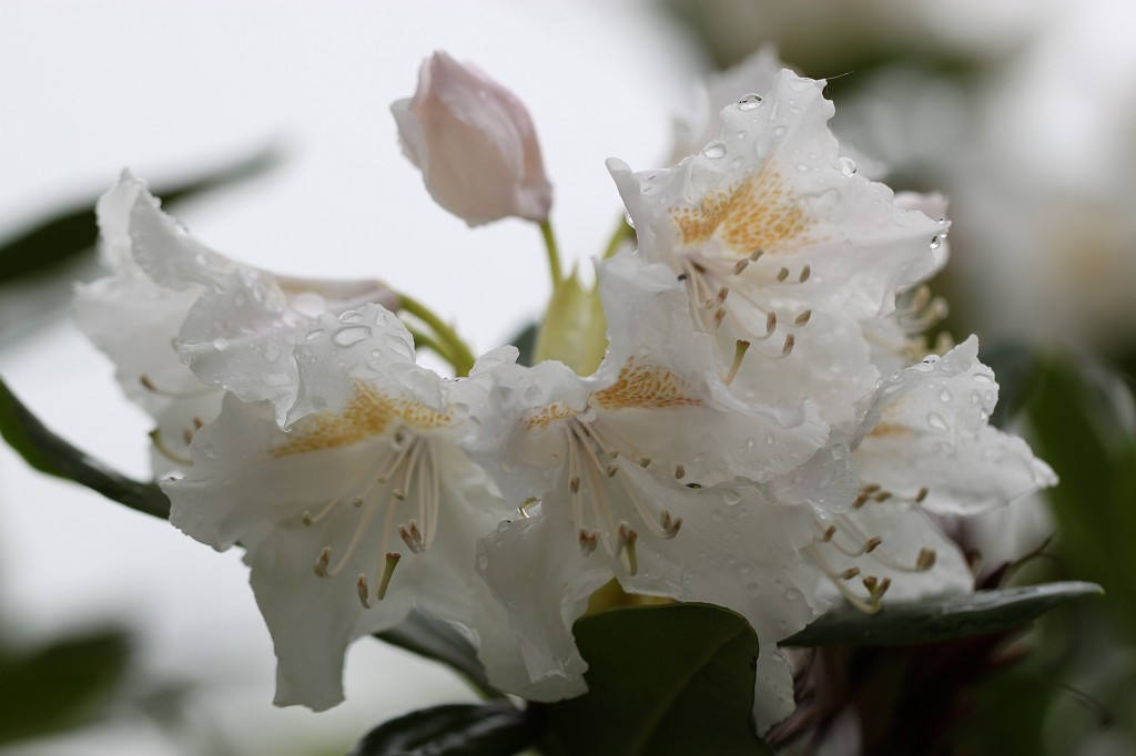 IMG_1348.JPG - Birth of a bloom day 4