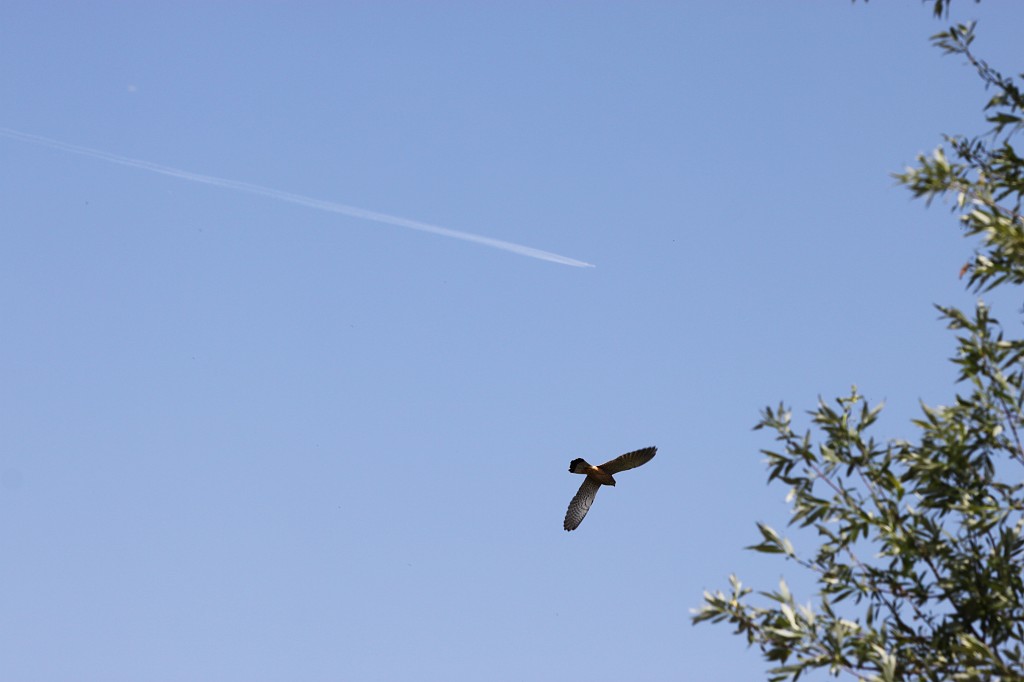 IMG_1397.JPG - Hunting Bird