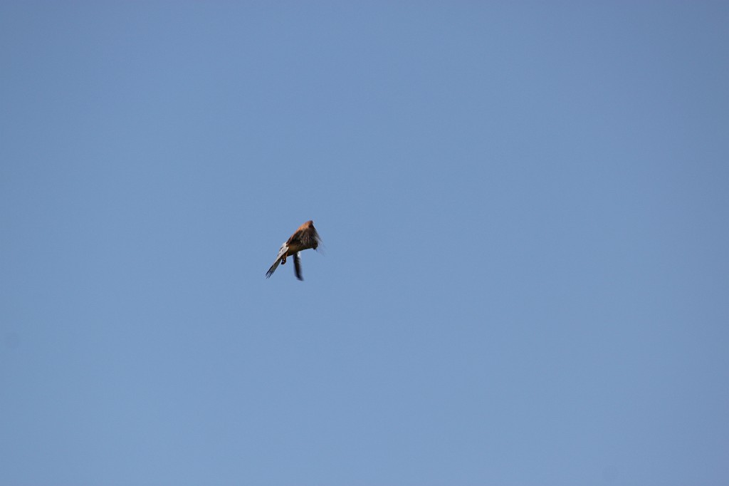 IMG_1398.JPG - Hunting Bird