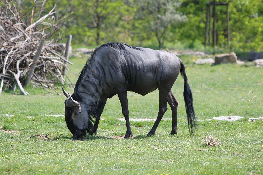 IMG_1401.JPG - Gnu  http://en.wikipedia.org/wiki/Gnu 