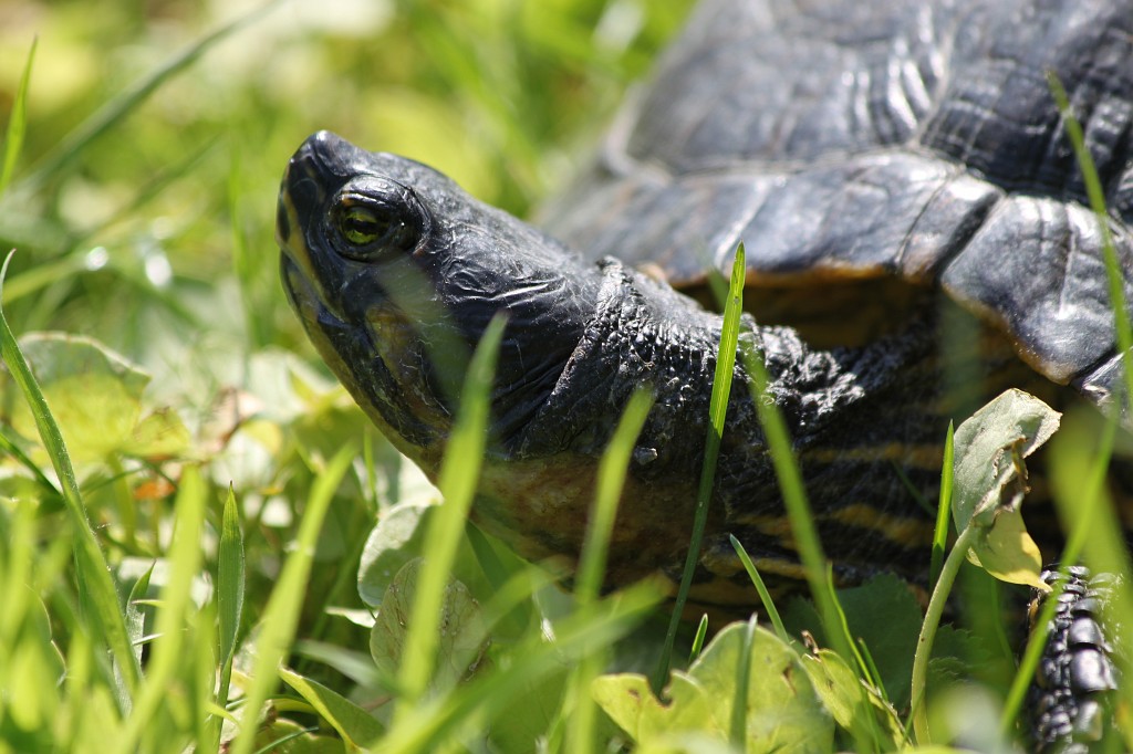 IMG_1440.JPG - Tortoise  http://en.wikipedia.org/wiki/Tortoise 
