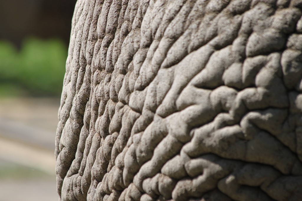 IMG_1457.JPG - Elephant skin