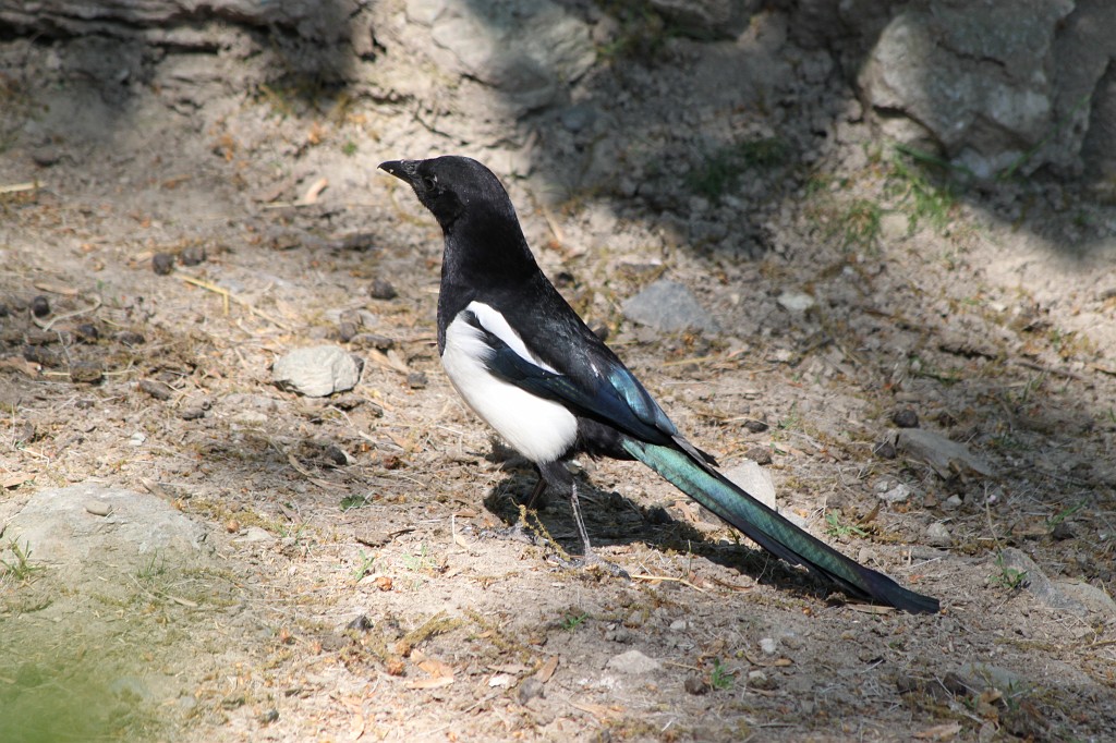 IMG_1463.JPG - European Magpie  http://en.wikipedia.org/wiki/European_Magpie 