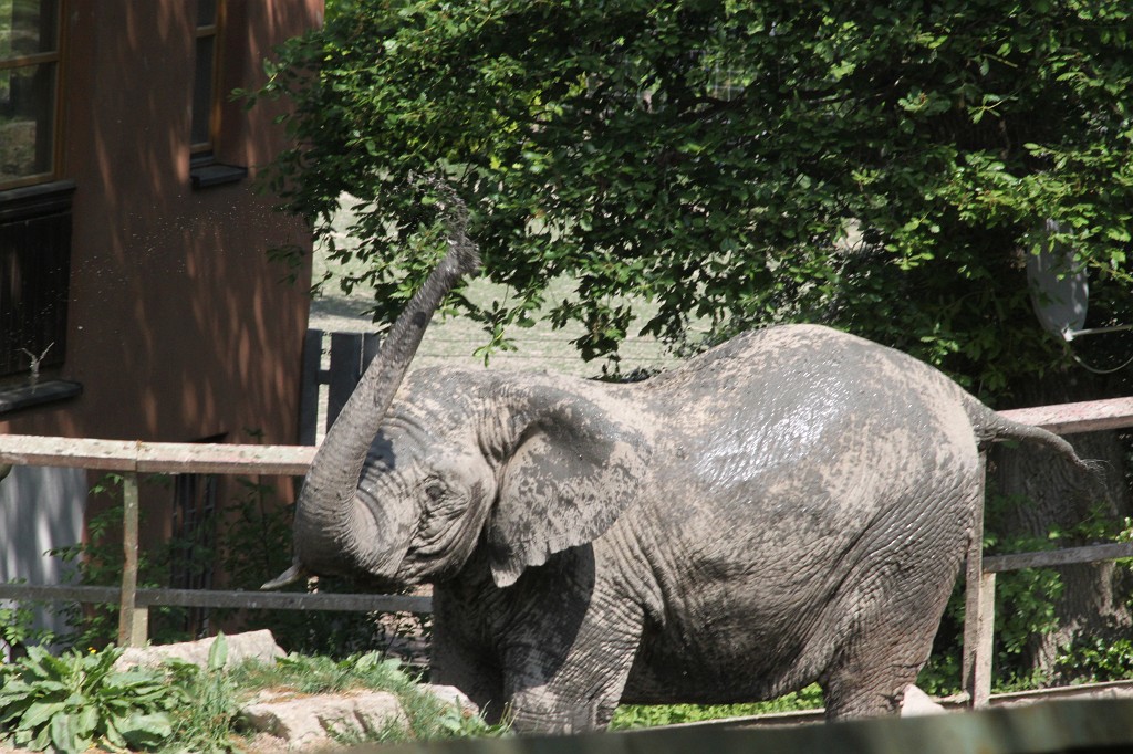 IMG_1484.JPG - Elephant  http://en.wikipedia.org/wiki/Elephant  in the Opel-Zoo  http://de.wikipedia.org/wiki/Opel-Zoo 