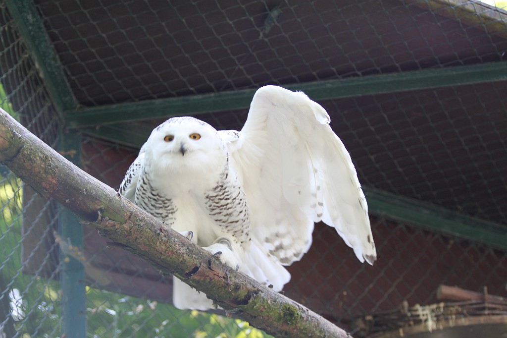 IMG_1517.JPG - Snow owl  http://en.wikipedia.org/wiki/Snow_owl 