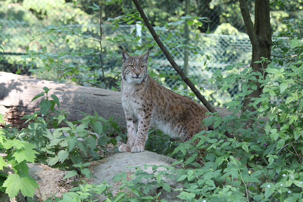 IMG_1539.JPG - Lynx  http://en.wikipedia.org/wiki/Eurasian_Lynx  in the Opel-Zoo  http://de.wikipedia.org/wiki/Opel-Zoo 