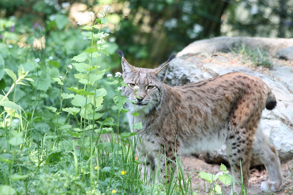 IMG_1552.JPG - Lynx  http://en.wikipedia.org/wiki/Eurasian_Lynx  in the Opel-Zoo  http://de.wikipedia.org/wiki/Opel-Zoo 