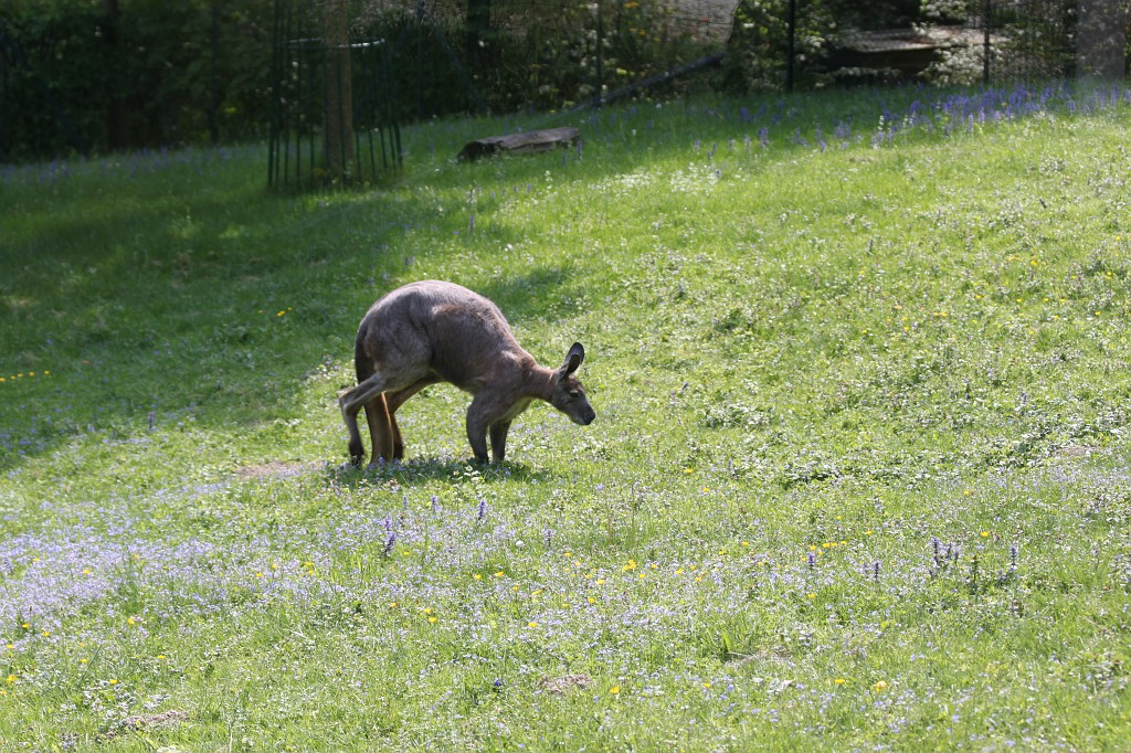 IMG_1597.JPG - Kangaroo  http://en.wikipedia.org/wiki/Kangaroo 