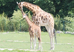 Giraffes