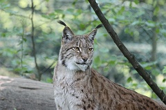 Lynx