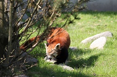 Firefox