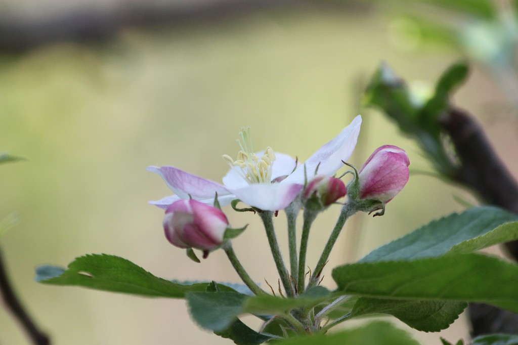 IMG_0950.JPG - Apple tree blossom  http://en.wikipedia.org/wiki/Apple 
