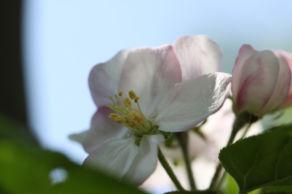 IMG_0959.JPG - Apple tree blossom  http://en.wikipedia.org/wiki/Apple 