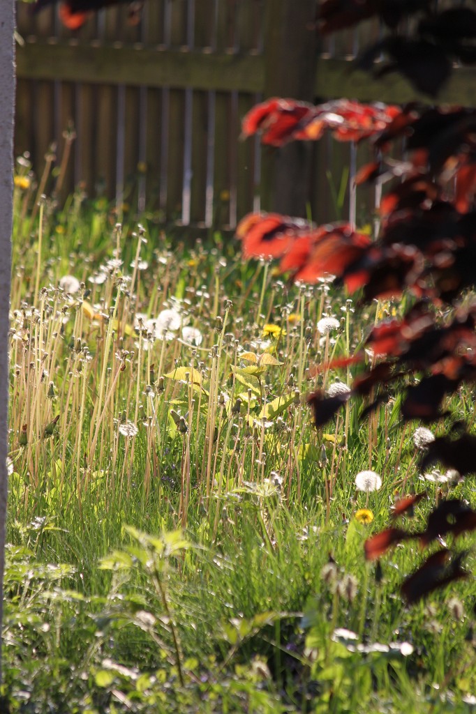 IMG_0968.JPG - Dandelion meadow  http://en.wikipedia.org/wiki/Taraxacum_officinale 