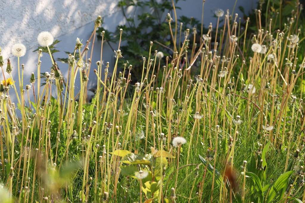 IMG_0970.JPG - Dandelion meadow  http://en.wikipedia.org/wiki/Taraxacum_officinale 