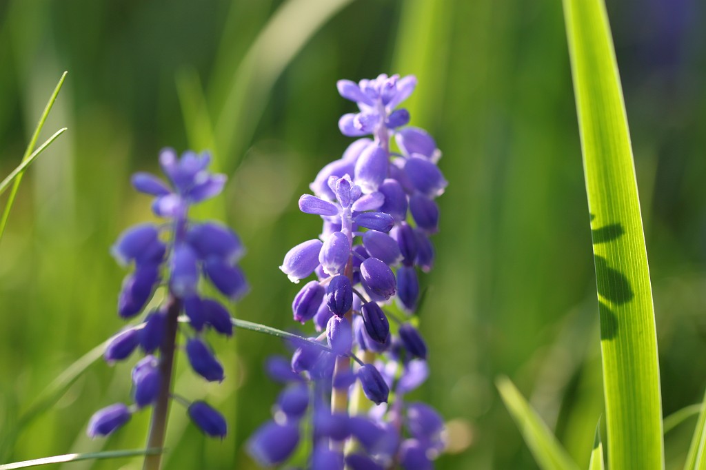 IMG_0977.JPG - Blossom