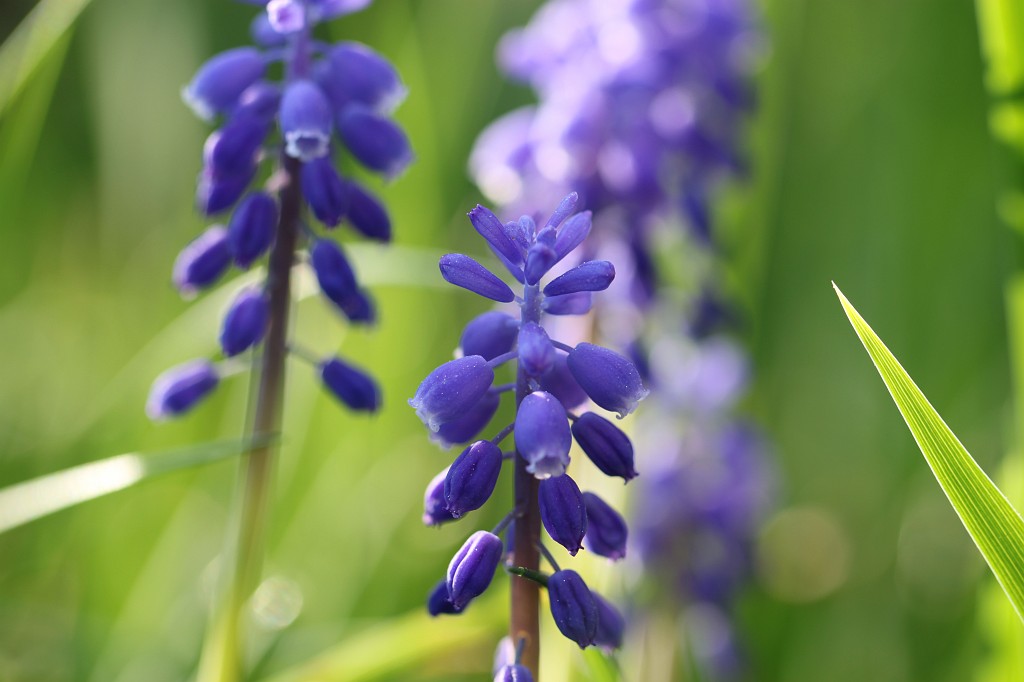 IMG_0978.JPG - Blossom