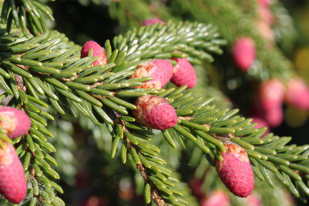 IMG_0988.JPG - Cones