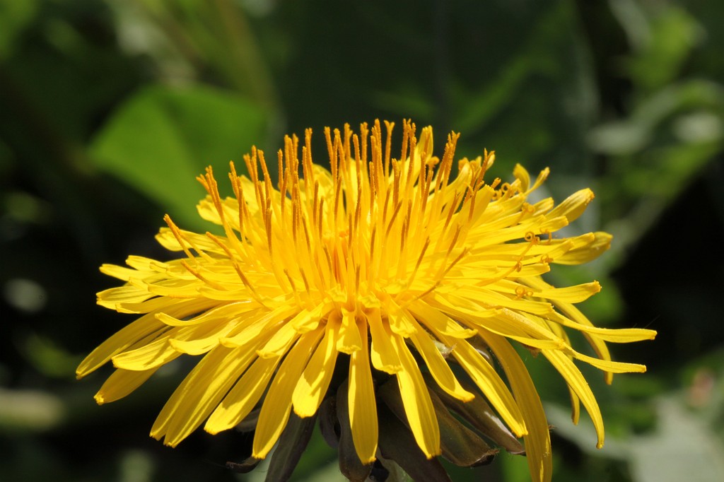 IMG_0995.JPG - Dandelion  http://en.wikipedia.org/wiki/Taraxacum 
