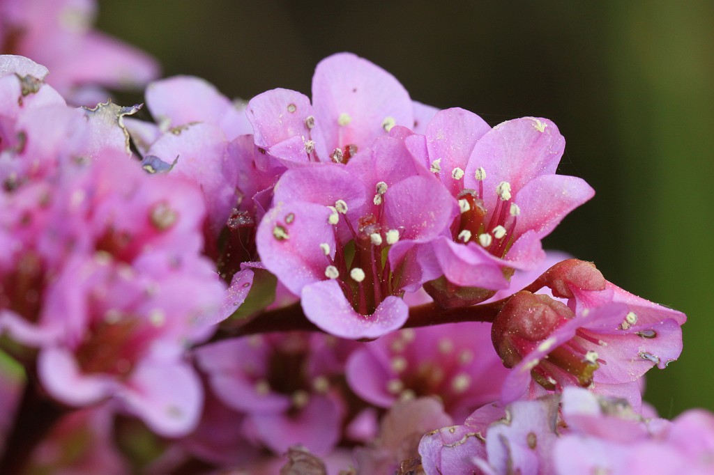 IMG_1000.JPG - Blossom