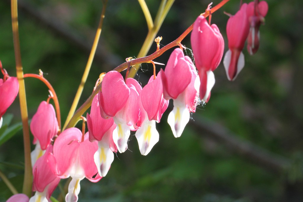 IMG_1008.JPG - Bleading-heart  http://en.wikipedia.org/wiki/Lamprocapnos_spectabilis 