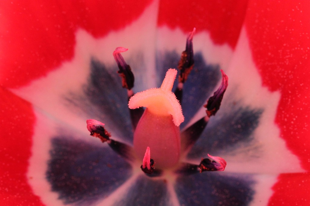 IMG_1010.JPG - Tulip  http://en.wikipedia.org/wiki/Tulip 