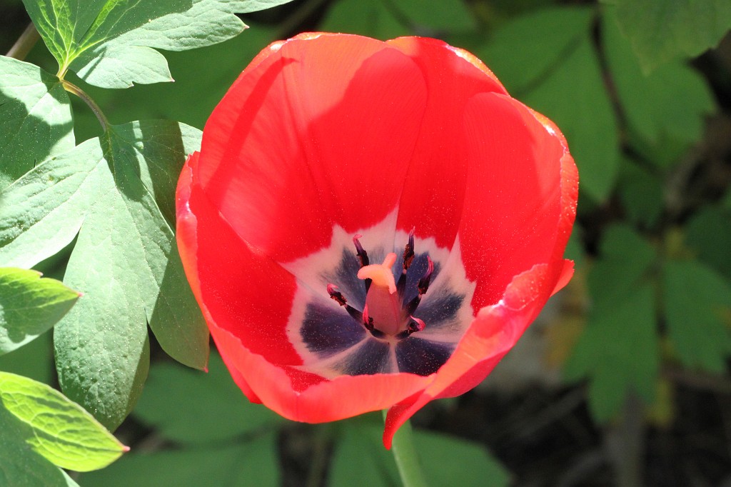 IMG_1011.JPG - Tulip  http://en.wikipedia.org/wiki/Tulip 