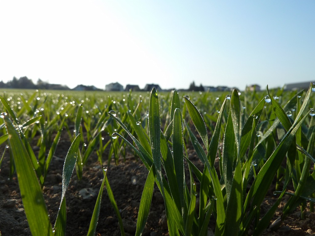 P1020945.JPG - Dew in the morning