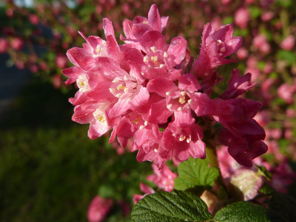 P1020950.JPG - Blooming