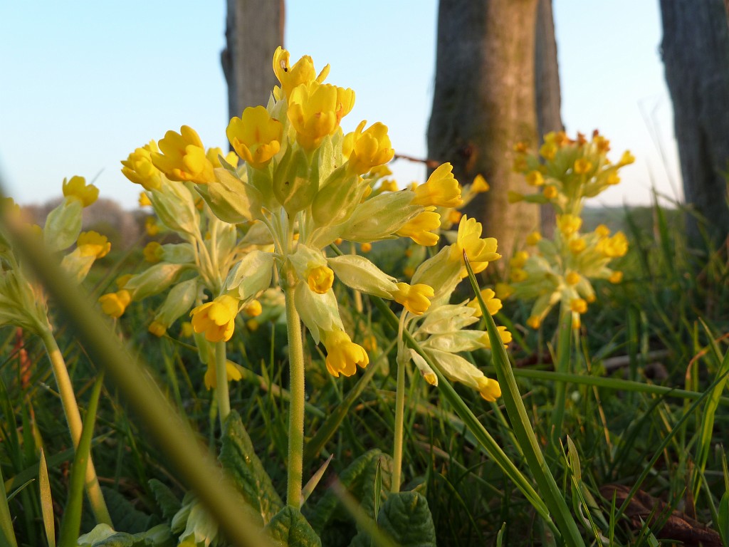 P1030016.JPG - Cowslip at sunrise  http://en.wikipedia.org/wiki/Primula_veris 
