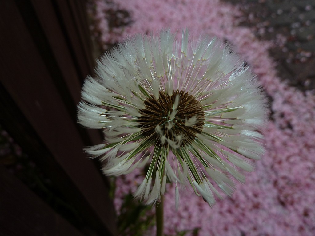 P1030072.JPG - Cherry petals